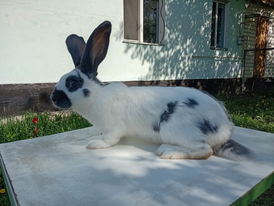 Продам кроликов породы НПВ (Строкач)