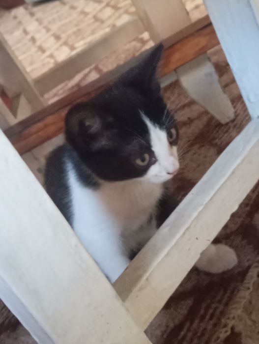 Отдаю котят в добрые руки