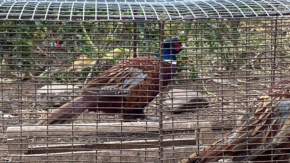 Қырғаулдар сатылады