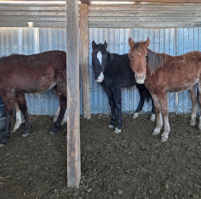 Ургашы тай байталдар