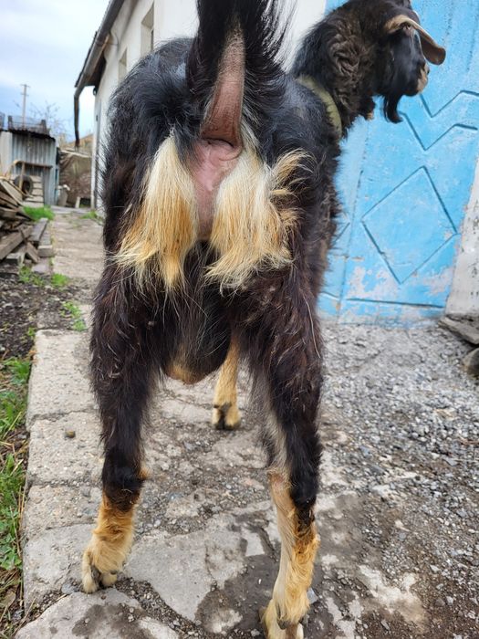 Козёл молочной пароды Альпийская