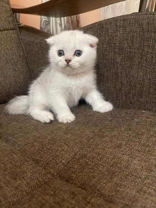 Yaxshi sifatli ona porno