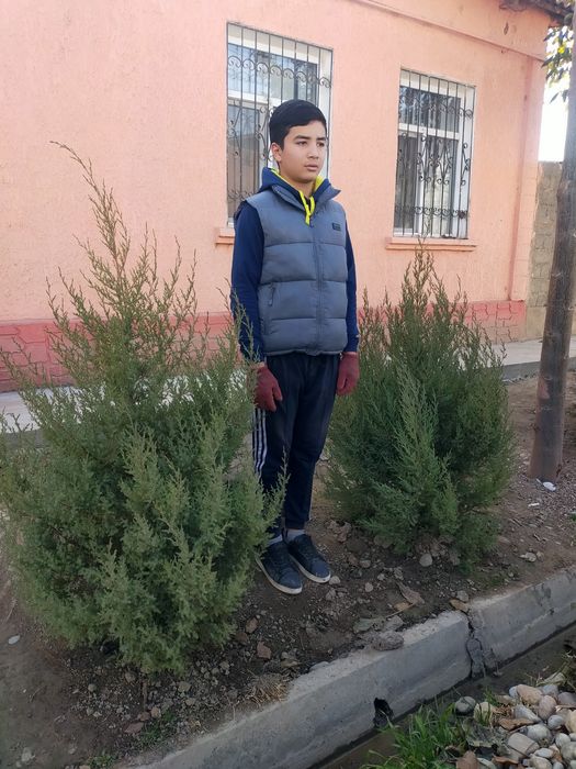 Можжевельник туя павлония берёза саженцы