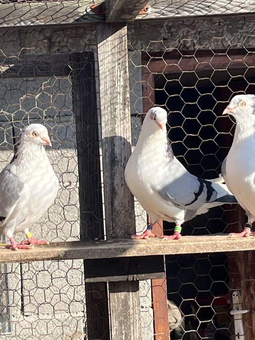 Gălățeni-Porumbei de zbor la înălțime