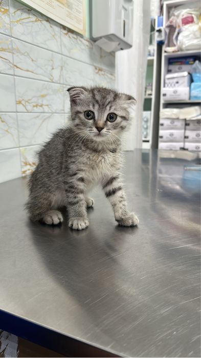 Британский вислоухий котёнок, мальчик + полный комплект вещей!