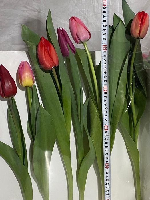 Тюльпаны очень красивые