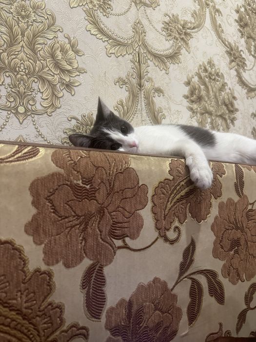 Отдам кошечку в добрые руки