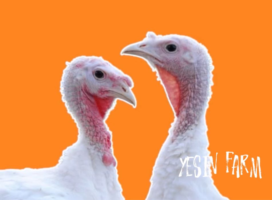 Белый широкогрудый инкубационные яйца индюков — крупный индюк