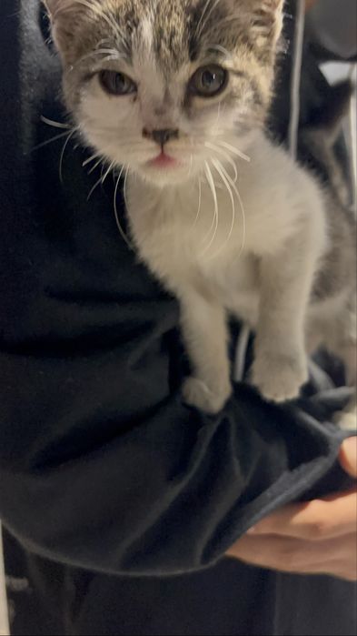 Котенок девочка
