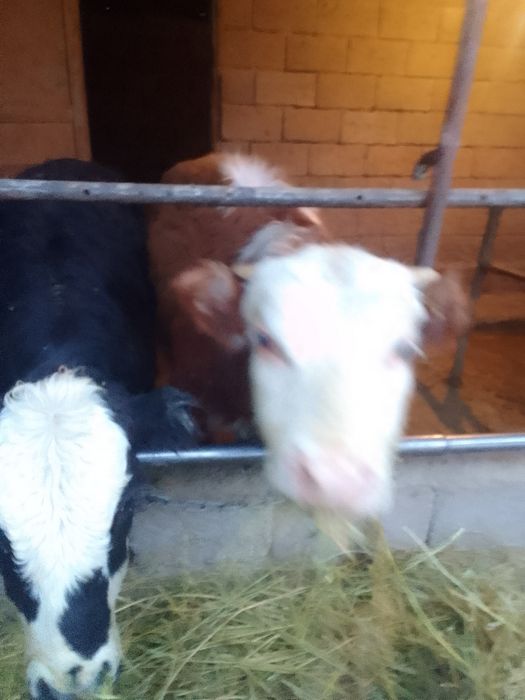 Продам бычков годавалих 370т стоит Баканасе