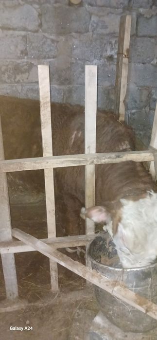 Бұқа сатамын,1.5 жасар