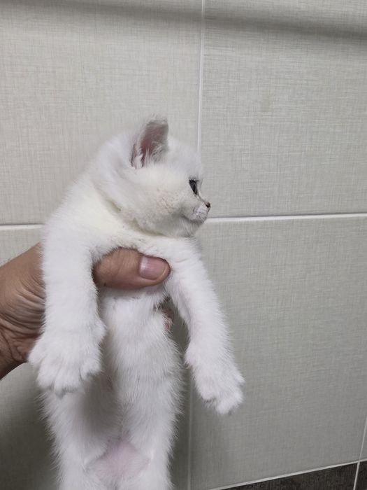 Британские короткошерстная золотая шиншила