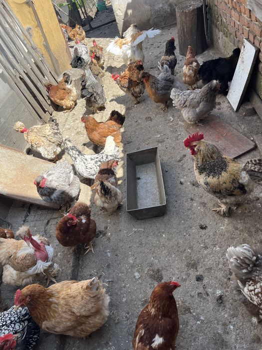 Млади домашни кокошки