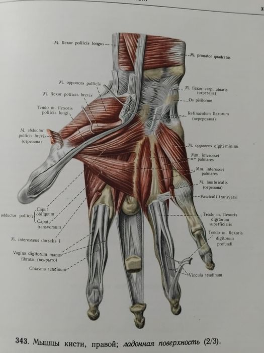 Атлас анатомии человека. Том 1-3
Р. Д. Синельников