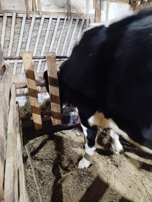 Тёлка 2 года 3месяца цена 700000