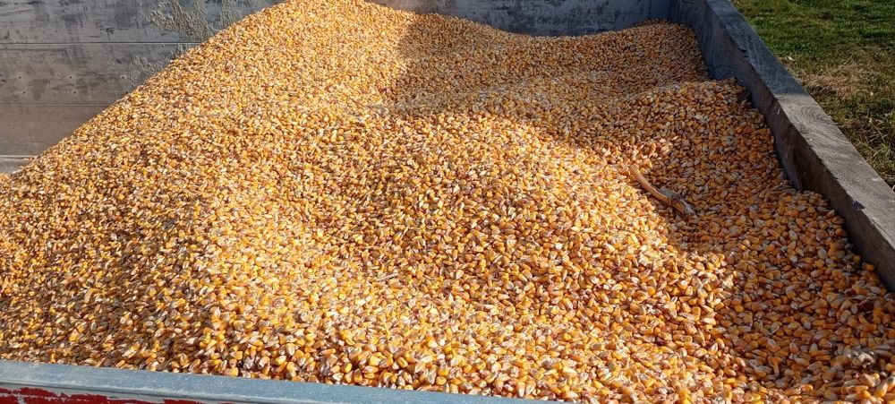 Porumb schimb oia reforma