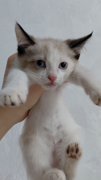 Кошки в хорошие руки