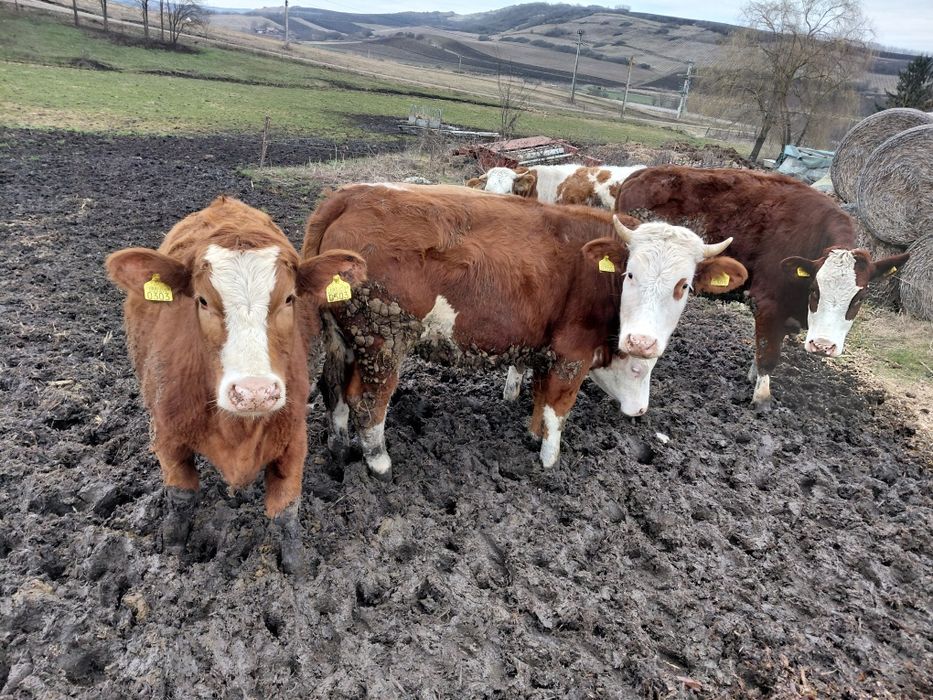 Vând vitele de un an