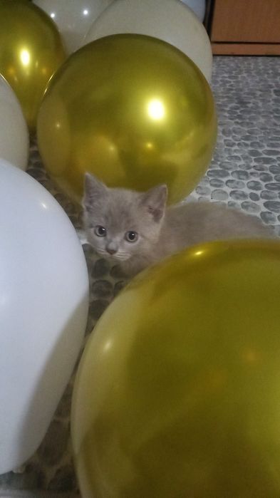 Продам не дорого котят