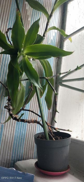 Продам золотой ус.