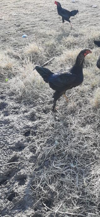 “Sifatli va sog‘lom xórozlar sotiladi!”