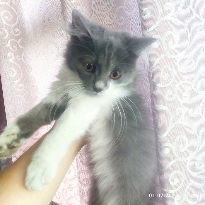 Красивая кошечка.