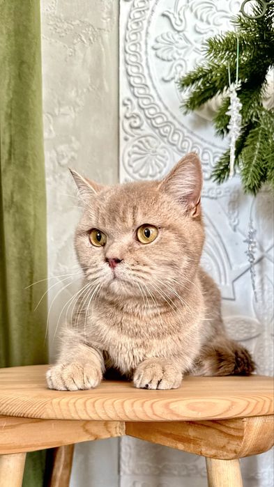 Котик Лилуша ищет семью