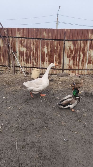 Гусь  породыЛинда