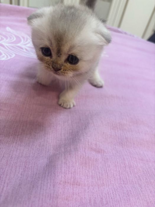 шотландские котята