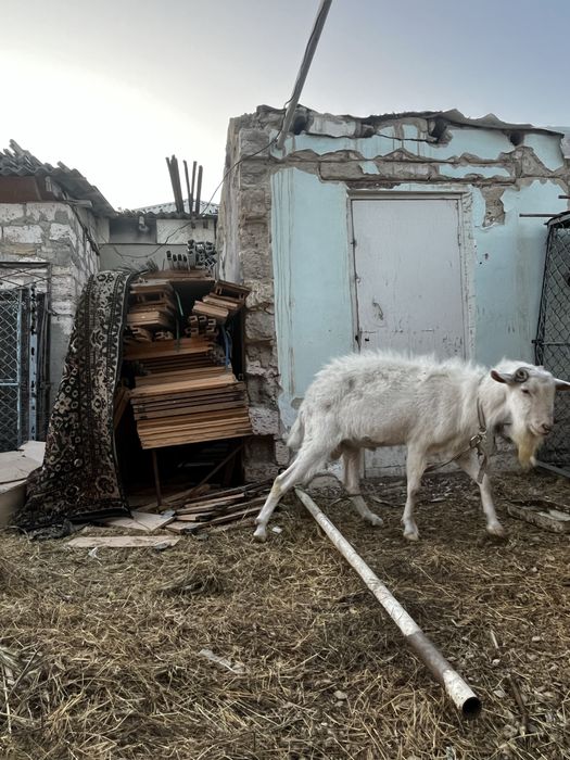 Уралский тек.    Козёл уралский