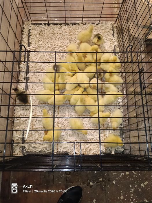 Boboci gasca leșești!