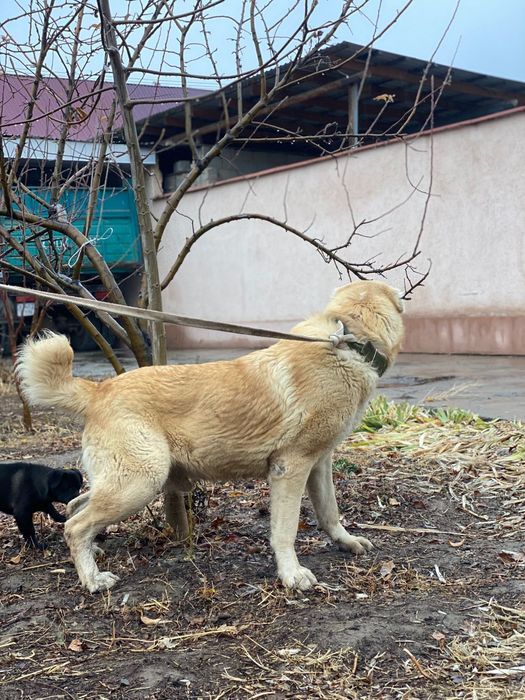 1 жас 4 айлык кушык сатылады