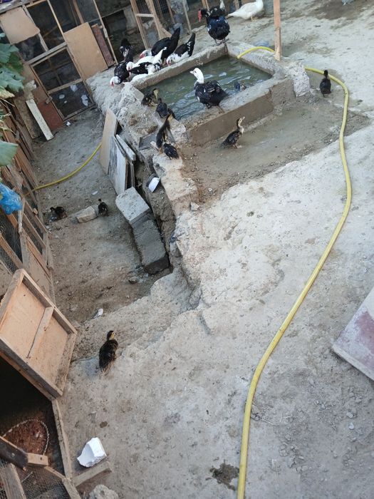 Indautka jo'jalari sotiladi donasi 50 ming onasi 150 ming