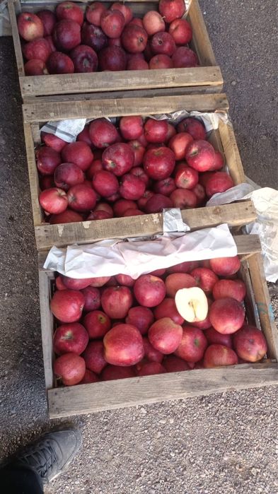 Яблоки 1 сорт АМЕРИКАНКА