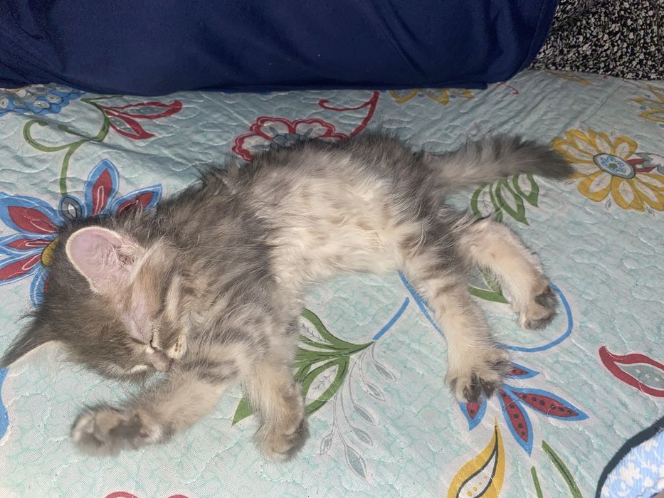 Нағыз үй порно әйел әуесқойы мен күйеуі