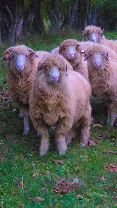 Berbeci băli și Noatini