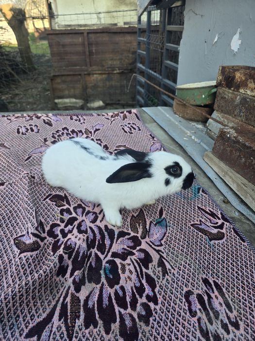 Iepurași fluture de vânzare