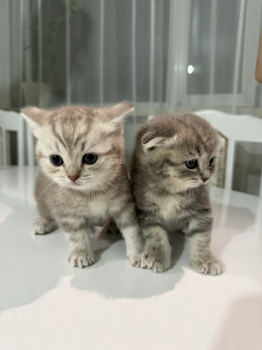 Шотландские котята