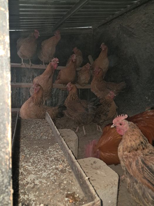 Тауық курица сатылады