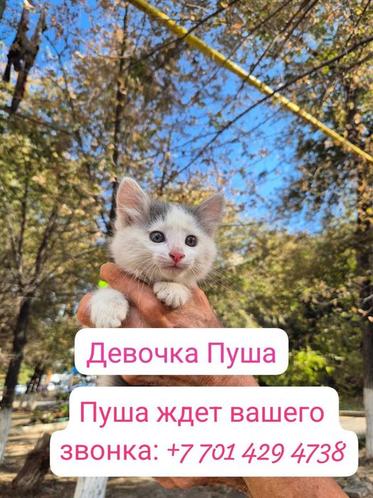 Отдам красивых котят даром