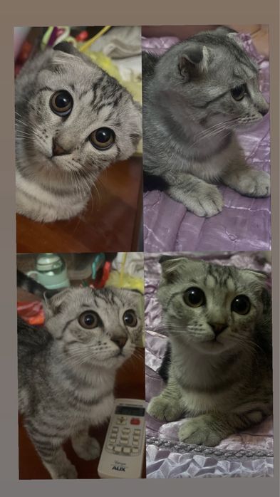Продается вислоухая кошечка