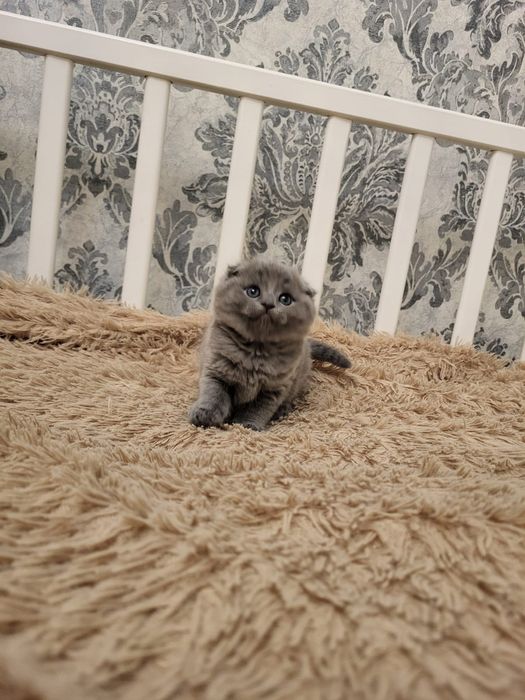 Скоттиш Фолд.  Голубой Окрас.