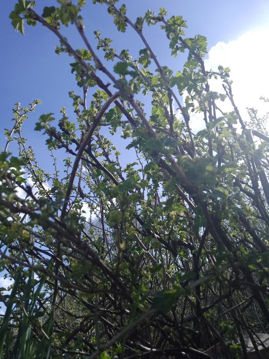 Смородина красная