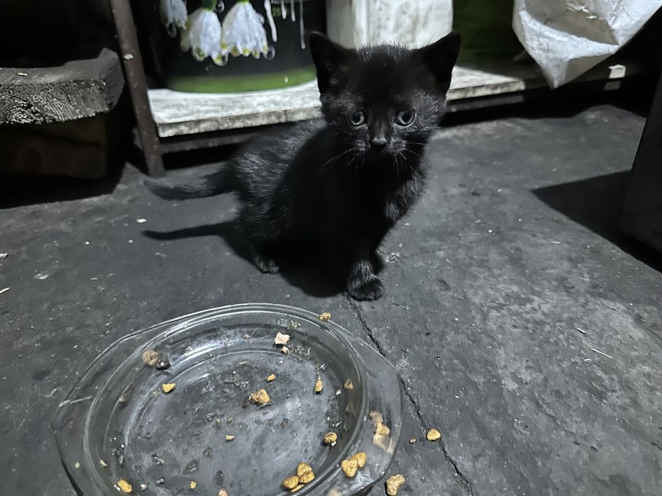 Котята крысоловы