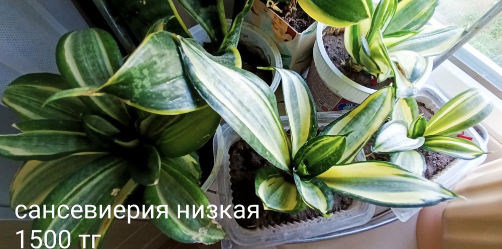 Алое колеус толстянка  сансевиерия