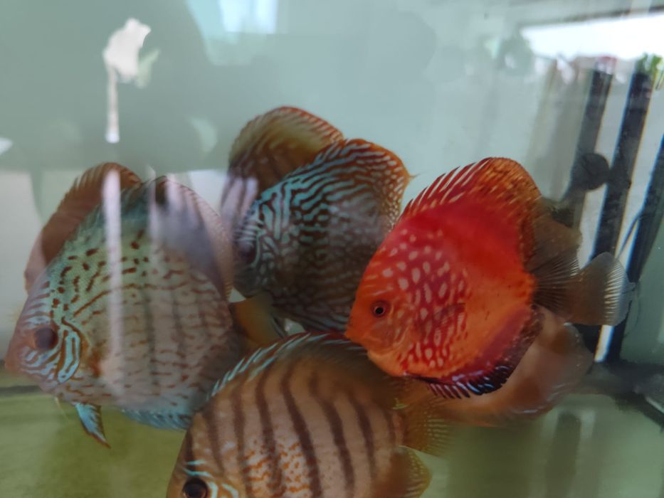 Vand pesti Discus