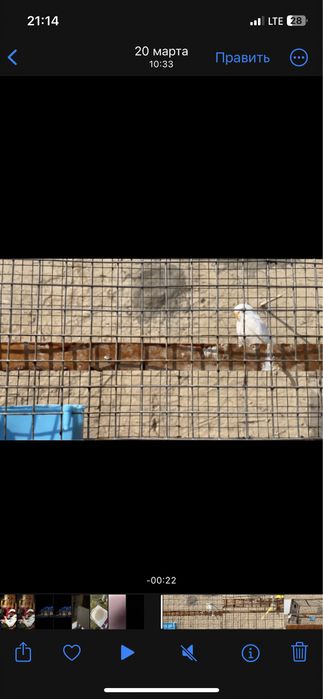 Albinos kozi qizl tayyor para