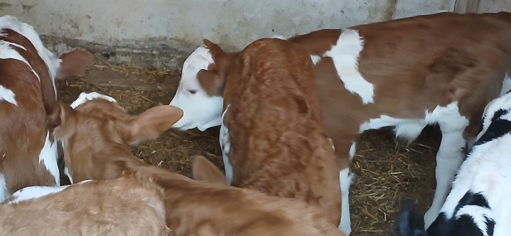 Vitei 2-3 saptamani