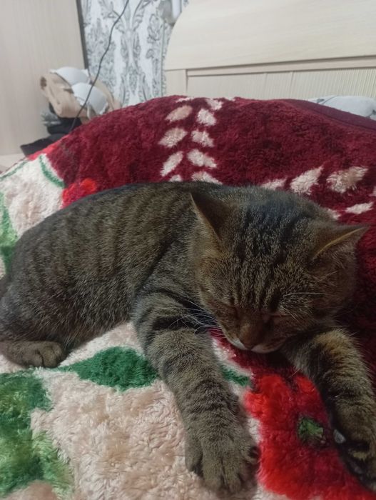 Кошечка ищет хозяина