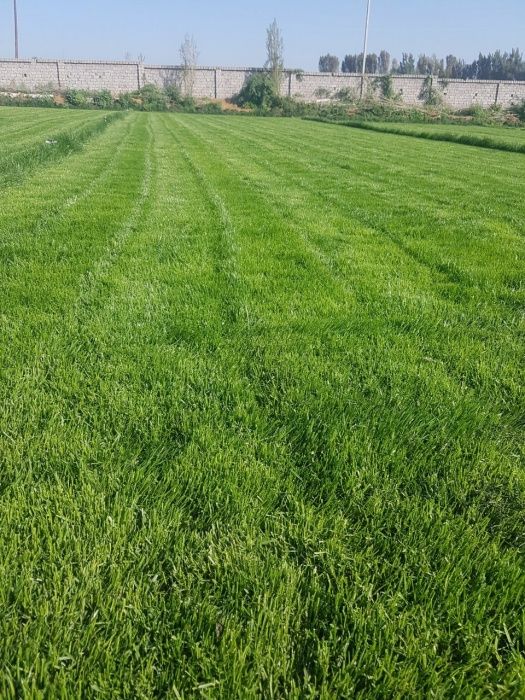 Оптом газон рулонный из первых рук.Цена за рулон*.Gazon optom narxda